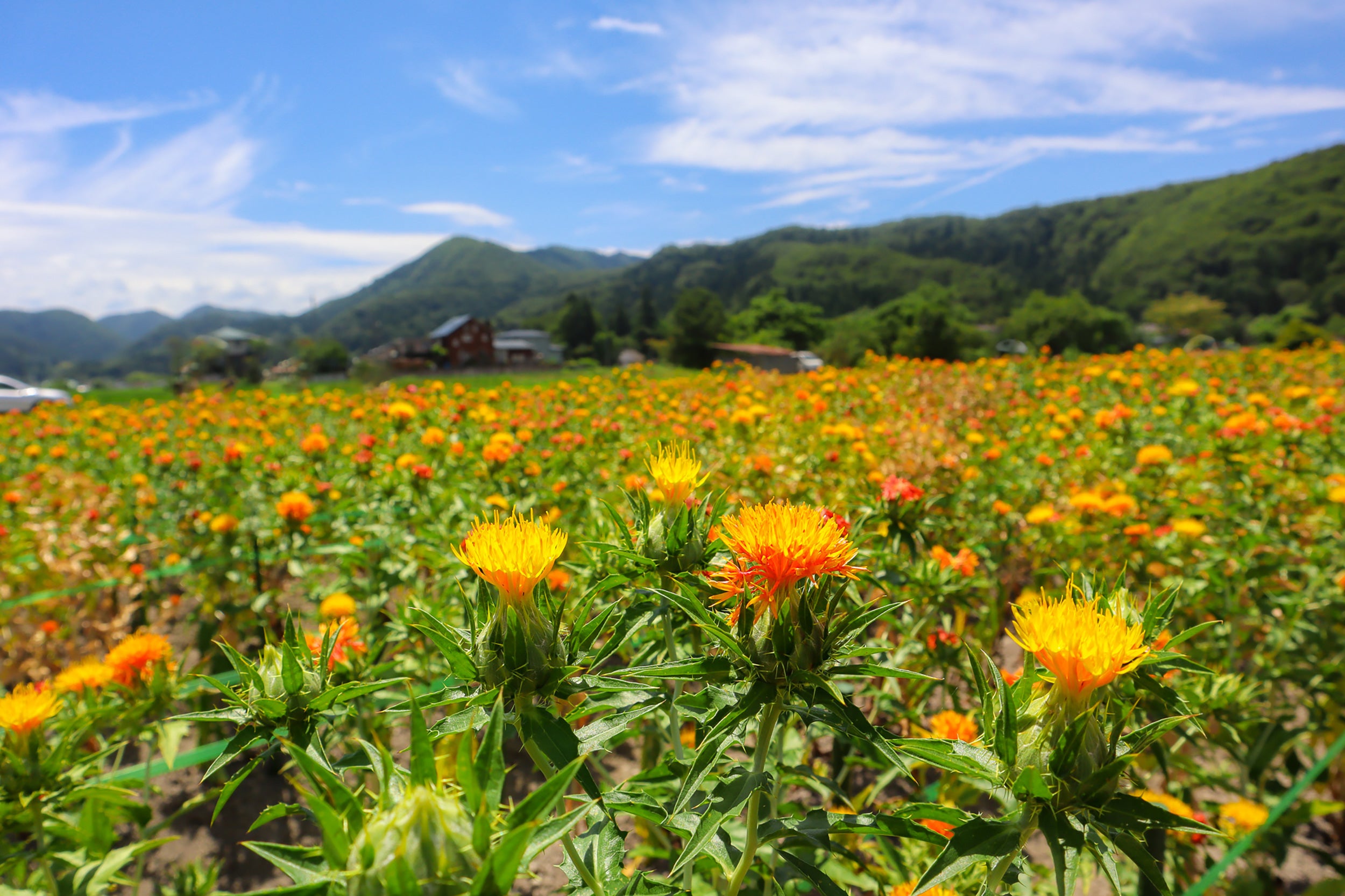 Safflower Oil: A Golden Elixir for Radiant Skin