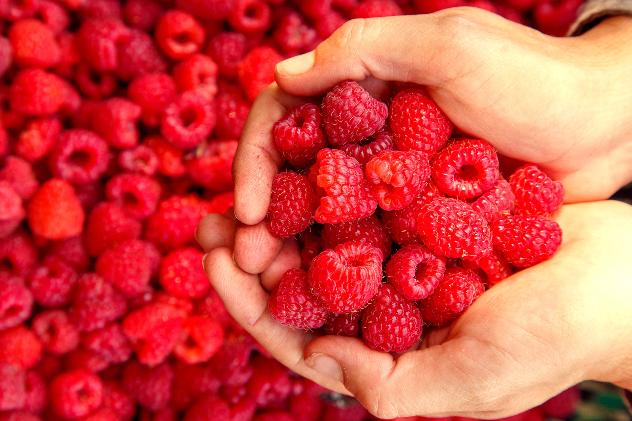 Raspberry Extract: Your Skin's New Best Friend